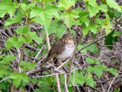 Swainson's Thrush