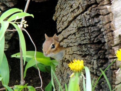 Eastern Chipmunk