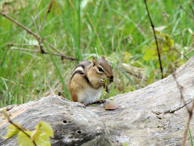 Eastern Chipmunk