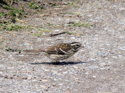 Rose-breasted Grosbeak