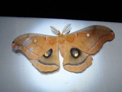 Polyphemus Moth (Antheraea polyphemus) Hodges #7757