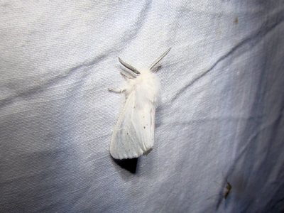 Virginian Tiger Moth (Spilosoma virginica) Hodges #8137