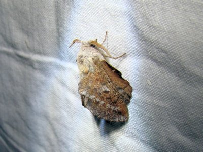 Lappet Moth  (Phyllodesma americana) Hodges #7687