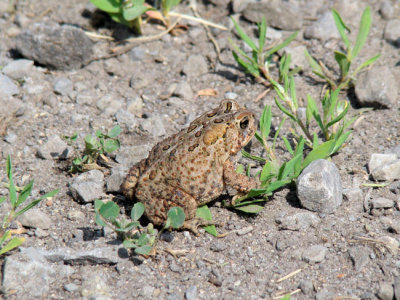 American Toad (Bufo americanus)