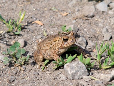 American Toad (Bufo americanus)