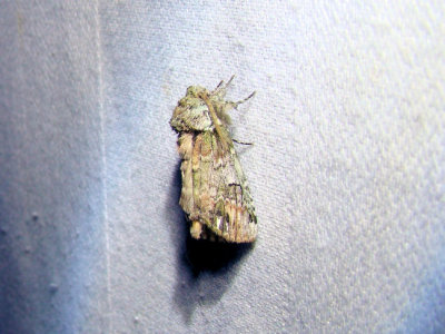 Unicorn Caterpillar Moth (Schizura unicornis)Hodges #8007
