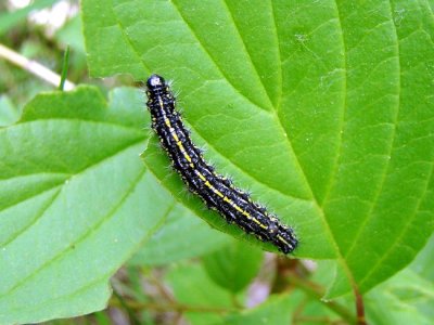 Confused Haploa (Haploa confusa) caterpillar