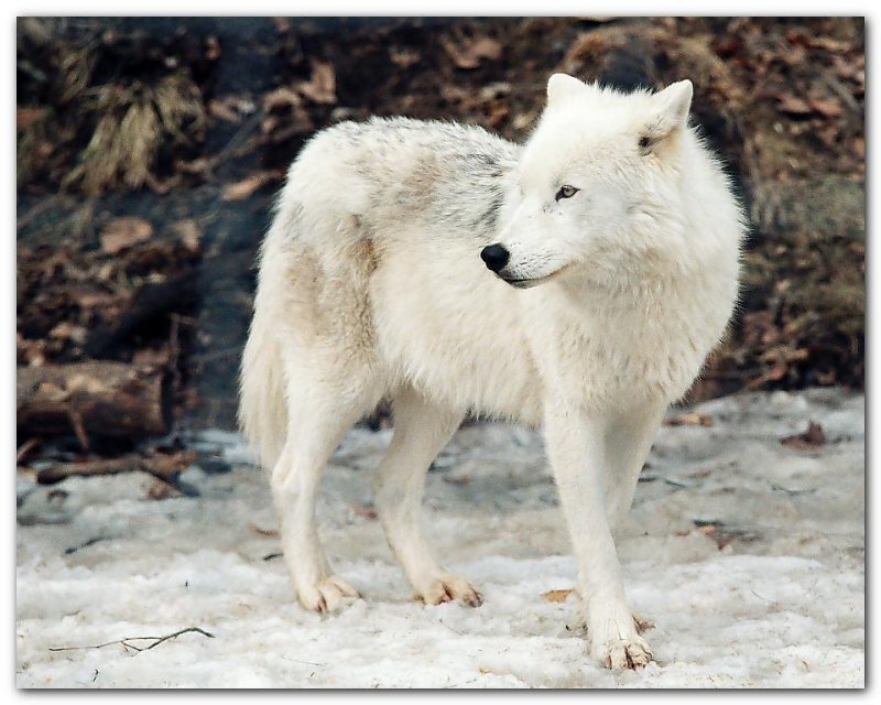 Wolf XI