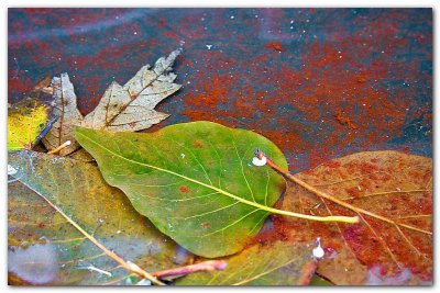Leaves In Puddle