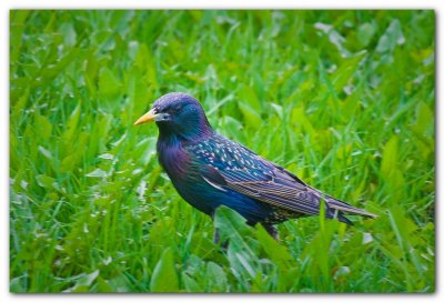 Starling In Grass