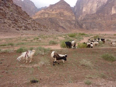 Colours of Wadi Rum, Jordan