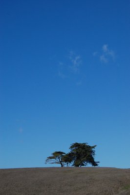 Lonely Tree in San Simeon.JPG