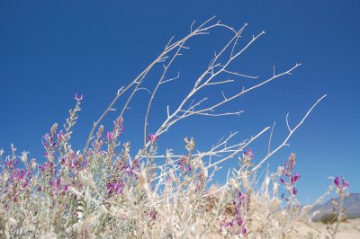 Delicate Purples, Mojave Desert