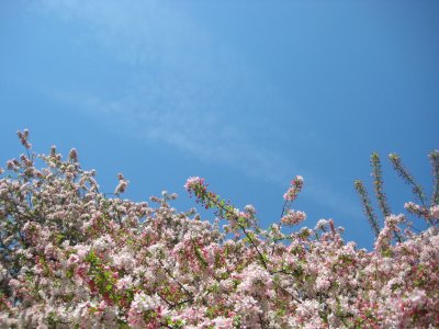 Cherry Blossoms and Sky