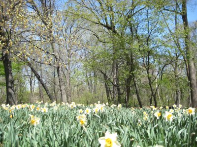 Daffodil Field