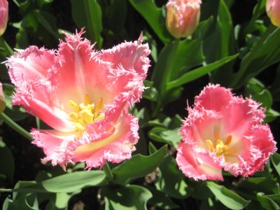 Strange Breed of Tulips