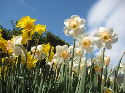 Different Yellows