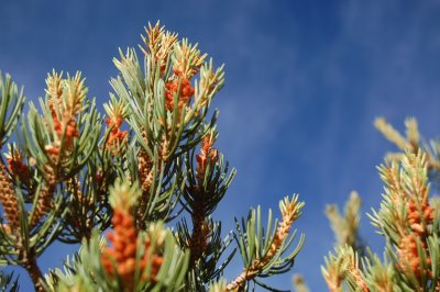 Pine Needle Close-Up in Colorado