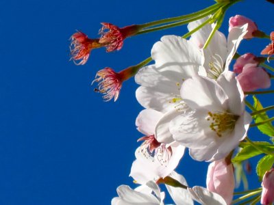 Cherry Blossom, San Francisco