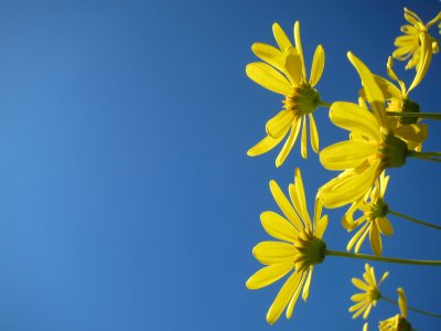 Simple Daisy Flowers