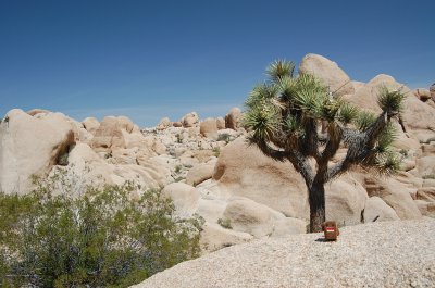 Domo-kun in Joshua Tree Park.JPG
