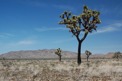Simple Joshua Tree Plain.JPG