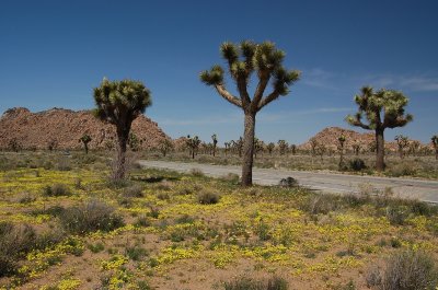 Flowers by Road.JPG