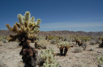 Cholla Cactus Garden.JPG