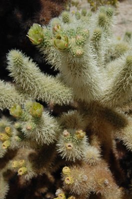 See the Puffer Fish.jpg