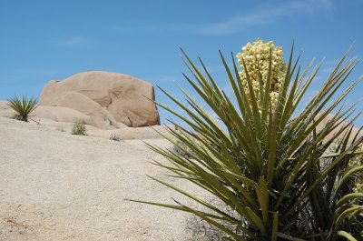 Yucca Flower.jpg