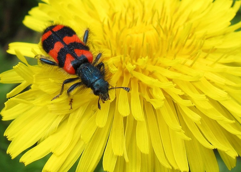 A590IS Macro, 100% crop