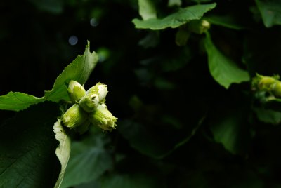Hazelnuts