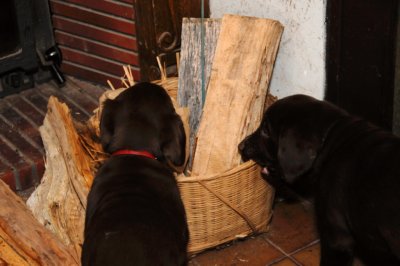 Ez & Raz discover firewood