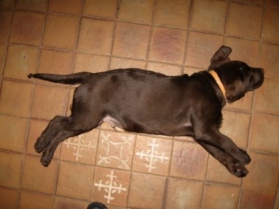 Dog calibration photo - the tiles are 15cm across