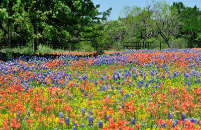 Wild Flowers in The Hill Country And A Few Other Things