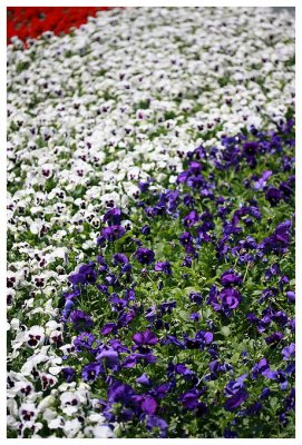 HK Flower Show 2009