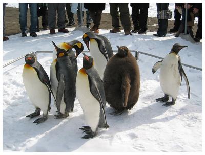 Penguin
