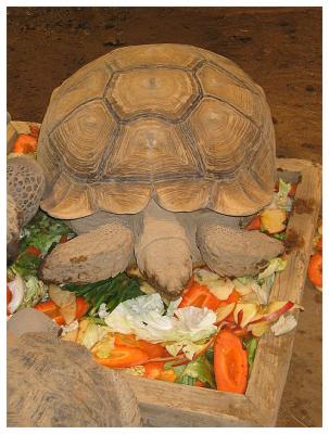Reptile House