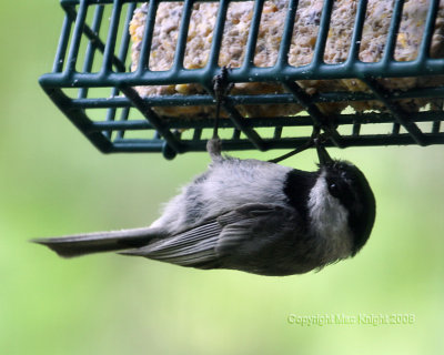 Mountain Chickadee