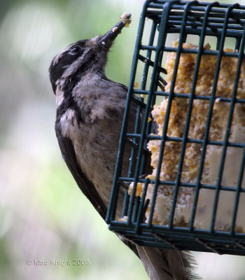 hairy woodpecker female La Pine, Oregon