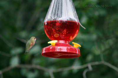 rufous hummingbird La Pine