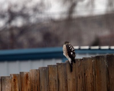 Juvenile Sharpshin Hawk