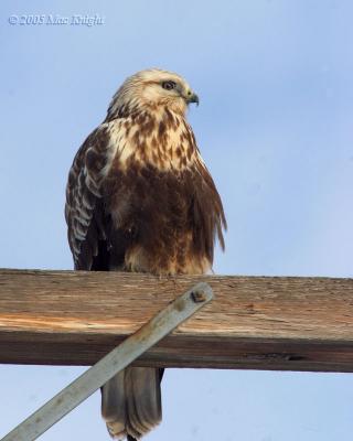 rough-legged hawk Reardan