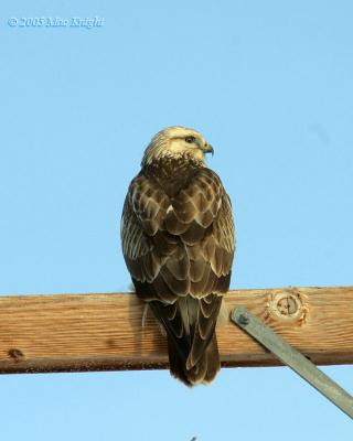 rough-legged hawk Reardan-back