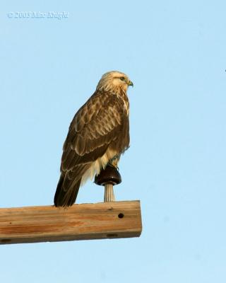 rough-legged hawk Reardan-profile