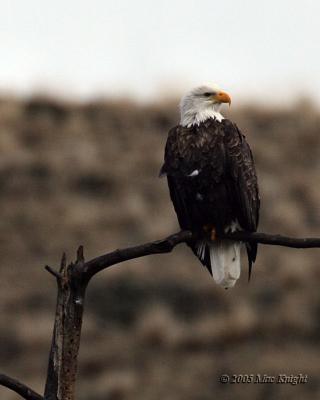 Bald eagle Yakima Canyon
