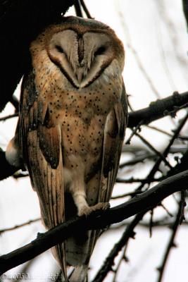 Barn Owl College Place-1