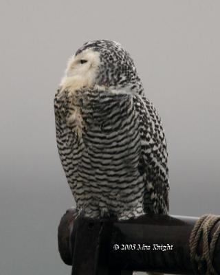 Snowy Owl College Place-1