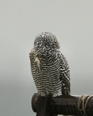 Snowy Owl  Rear View College Place