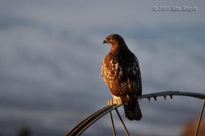 red-tail sunrise-1